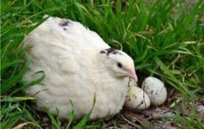 12x bruteier größe gebraucht kaufen  Gütersloh
