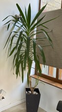 Large yucca plant for sale  DURHAM
