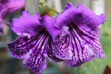 Streptocarpus mushketeer for sale  MAIDENHEAD