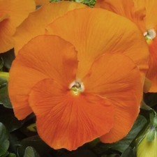 Pansy orange bright for sale  UK