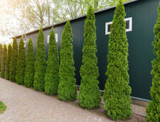 Thuja smaragd plant for sale  SOUTHAMPTON
