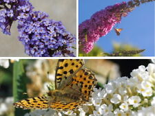 Sommerflieder buddleja schmett gebraucht kaufen  Pinneberg