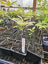 Cherrybark oak tree for sale  Denver