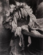 De colección Edward Steichen Impresión Bodegón Girasol Marchito Grabado 1922 Mat 12x14 segunda mano  Embacar hacia Mexico