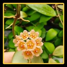 Hoya noona orange for sale  WARRINGTON