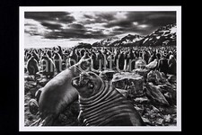 Sebastiao salgado genesis d'occasion  France