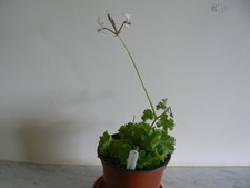 Pelargonium mollicomum for sale  HONITON