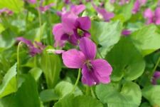 Usado, 15 sementes de violeta azul florida vermelha ~ Viola sororia ~ Nativa *Frete grátis dos EUA* comprar usado  Enviando para Brazil