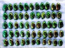 Entomology Taxidermy, Cetonia aurata (Cetoniinae), inseto, grande conjunto, Ucrânia comprar usado  Enviando para Brazil
