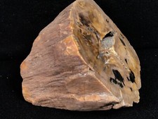 petrified oak wood for sale petrified oak wood for sale Veneta