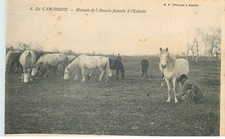 Gard cailar manade d'occasion Gard cailar manade d'occasion  France