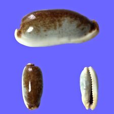 Cypraea cylindrica lenella usato  Roma