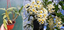 Dendrobium thyrsiflorum orchid d'occasion  Fumel