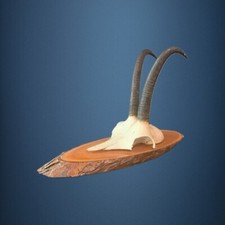 169cam trofeo caccia usato 169cam trofeo caccia usato  Courmayeur