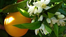 Hamlin orange tree for sale  Central