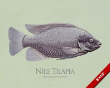 Nile mango tilapia for sale  South Jordan
