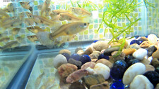 Great guppy girl for sale  Brownsville