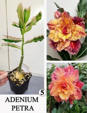 Adenium petra wustenrose gebraucht kaufen  Wermsdorf