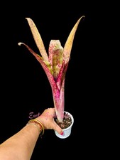 Billbergia kolan royal for sale  USA