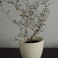 Sophora prostrata little d'occasion  Pouzauges