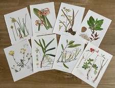 vintage botanical prints for sale  STOCKPORT