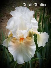chalice coral for sale chalice coral for sale Grants Pass