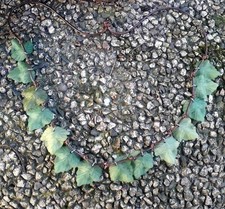 Collana con foglie usato  Novara