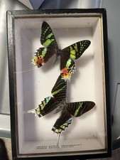 Cadres papillons exotiques d'occasion  Courcy