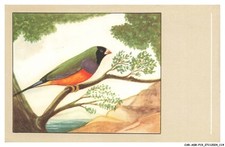 Adrp19 1057 oiseau d'occasion  France