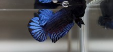Betta super plakat for sale  Fresno