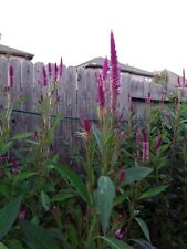 200 celosia argentea for sale  Katy