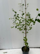 Silver birch tree for sale  MACCLESFIELD