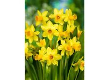 Miniature daffodils tete for sale  DONCASTER