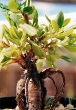 Ginseng gemüsesamen alte gebraucht kaufen  Kaiserslautern