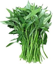 Water spinach ong for sale  Claremont
