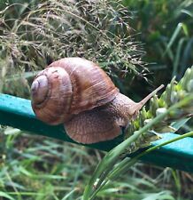 Two helix pomatia for sale  Santa Maria