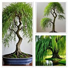 Golden weeping willow for sale  CAERNARFON