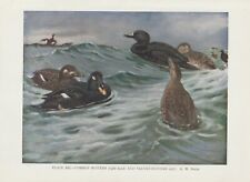 Trauerente (Melanitta Nigra) Samtente Fusca ) Impression Couleur De 1930 comprar usado  Enviando para Brazil