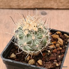 D6164 sclerocactus wrightiae usato  Montefalco