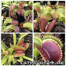 30x samen mix gebraucht kaufen  Celle