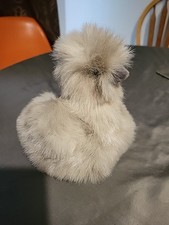 Douglas silkie gray for sale  Bastrop