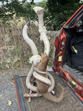 Premium taxidermy mongoose for sale  LEEDS