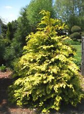 Crippsii golden hinoki for sale  Pelzer