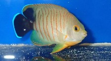 Eibli angelfish wysiwyg for sale  Homestead