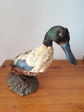Cabinet curiosités canard d'occasion  L'Aigle
