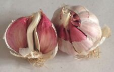 Aglio rosso proceno usato  San Lorenzo Nuovo