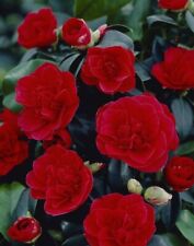 Camellia lady campbell for sale  KING'S LYNN