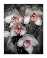 Igor maloratsky cymbidium for sale  Milwaukee