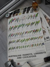 Australian parrots lorikeets for sale  COVENTRY