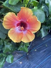 Exotic looking hibiscus for sale  Jacksonville